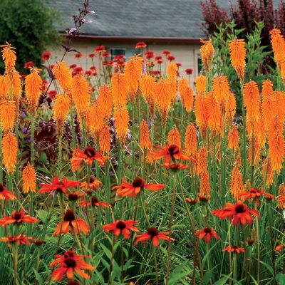 Kniphofia 'Mango Popsicle'