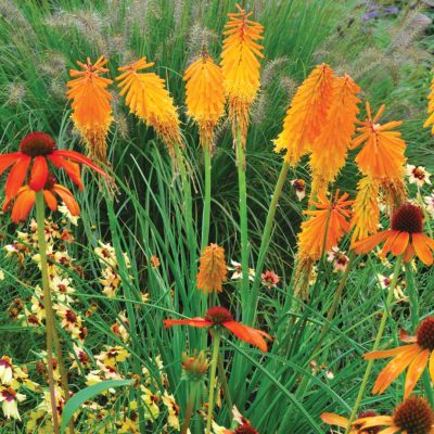 Kniphofia 'Mango Popsicle'