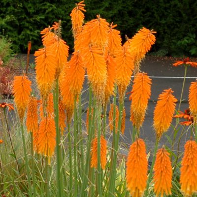 Kniphofia 'Mango Popsicle'