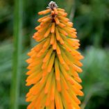 Kniphofia 'Mango Popsicle'