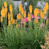 Kniphofia 'Mango Popsicle'