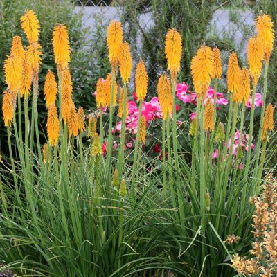 Kniphofia 'Mango Popsicle'