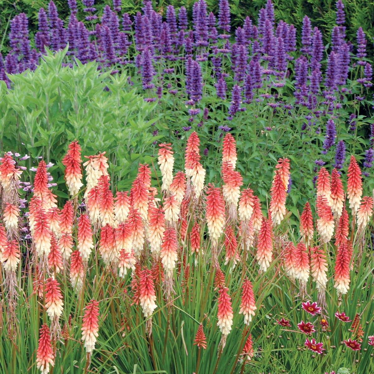 Kniphofia 'Orange Vanilla Popsicle'