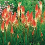 Kniphofia 'Orange Vanilla Popsicle'