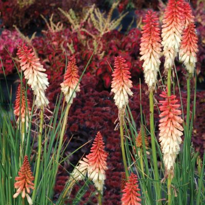 Kniphofia 'Orange Vanilla Popsicle'