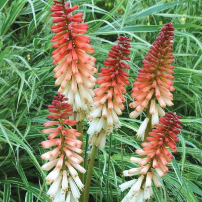 Kniphofia 'Orange Vanilla Popsicle'