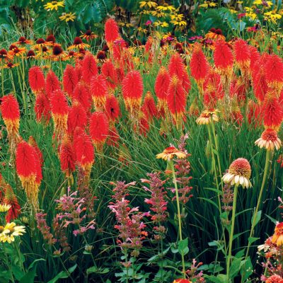 Kniphofia 'Papaya Popsicle'