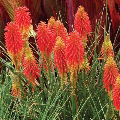 Kniphofia 'Papaya Popsicle'