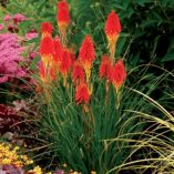 Kniphofia 'Papaya Popsicle'