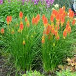 Kniphofia 'Papaya Popsicle'