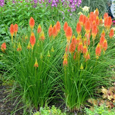 Kniphofia 'Papaya Popsicle'