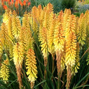 Kniphofia 'Pineapple Popsicle'