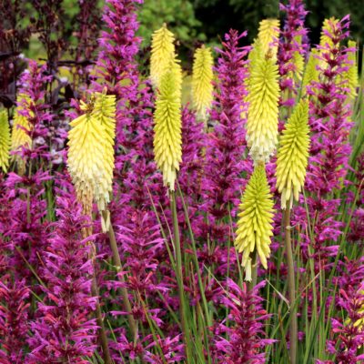 Kniphofia 'Pineapple Popsicle'