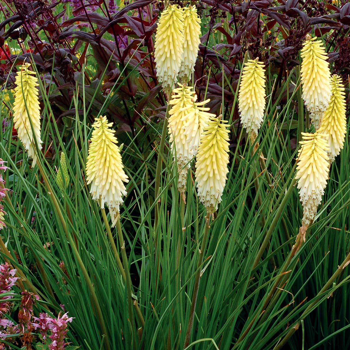 Kniphofia 'Pineapple Popsicle'