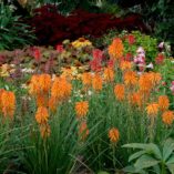 Kniphofia POCO™ 'Orange'