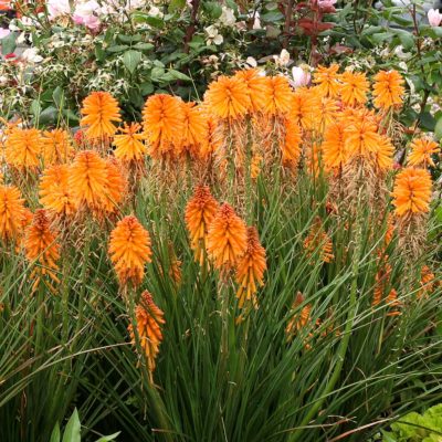 Kniphofia POCO™ 'Orange'