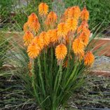 Kniphofia POCO™ 'Orange'