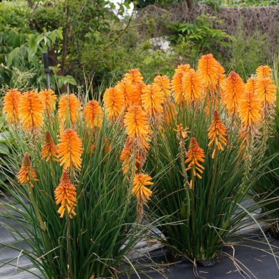 Kniphofia POCO™ 'Orange'