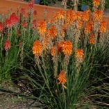 Kniphofia POCO™ 'Orange'