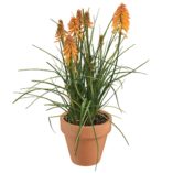 Kniphofia POCO™ 'Orange'