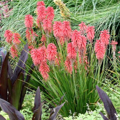 Kniphofia POCO™ 'Red'