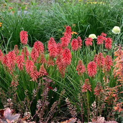 Kniphofia POCO™ 'Red'