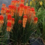 Kniphofia POCO™ 'Sunset'