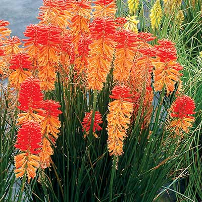 Kniphofia POCO™ 'Sunset'