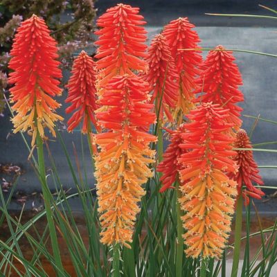 Kniphofia POCO™ 'Sunset'