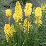 Kniphofia POCO™ 'Yellow'