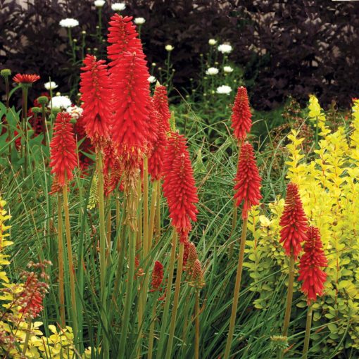 Kniphofia 'Redhot Popsicle'