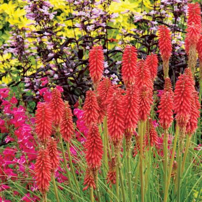 Kniphofia 'Redhot Popsicle'