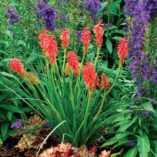 Kniphofia 'Redhot Popsicle'