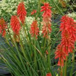 Kniphofia 'Redhot Popsicle'