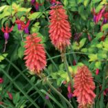 Kniphofia 'Redhot Popsicle'