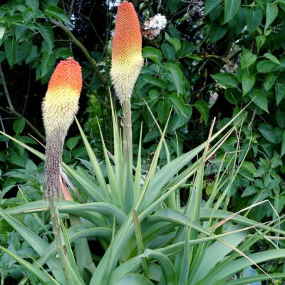 Kniphofia northiae