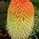 Kniphofia northiae