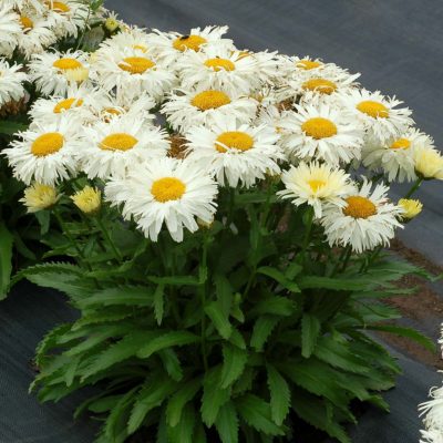 Leucanthemum 'Adorable'