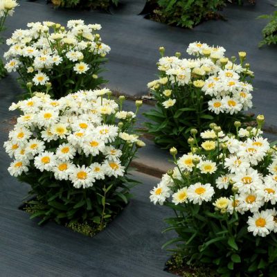 Leucanthemum 'Adorable'