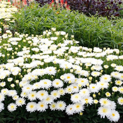 Leucanthemum 'Belgian Lace'