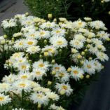 Leucanthemum 'Belgian Lace'