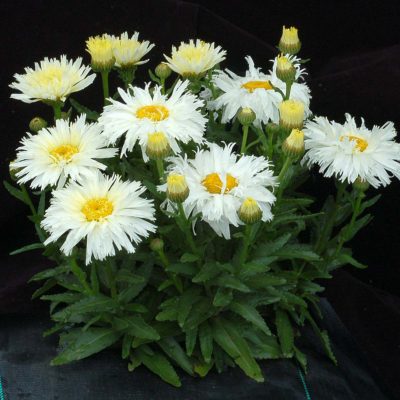 Leucanthemum 'Belgian Lace'