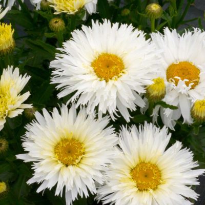 Leucanthemum 'Belgian Lace'