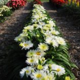 Leucanthemum 'Belgian Lace'