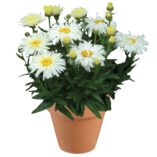 Leucanthemum 'Belgian Lace'