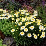 Leucanthemum 'Bridal Bouquet'