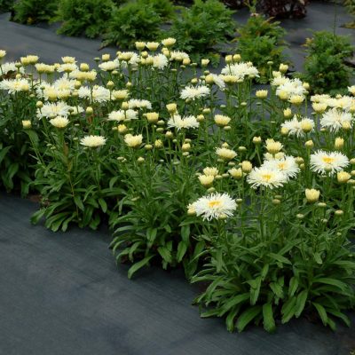 Leucanthemum 'Coconut'