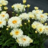 Leucanthemum 'Coconut'