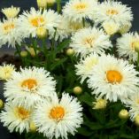 Leucanthemum 'Coconut'