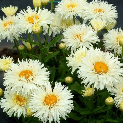 Leucanthemum 'Coconut'